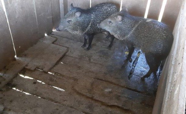 Porcos-do-mato mantidos em cativeiro ilegal são resgatados em São Miguel do Iguaçu