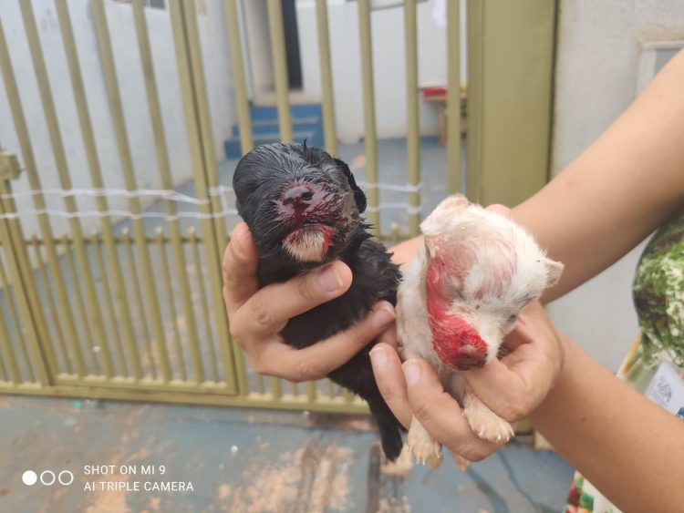 Mulheres são presas no Jardim Colombeli após matarem filhotes de cachorro a pauladas