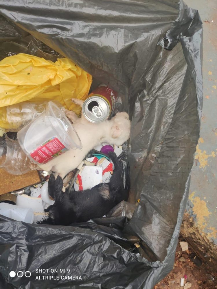 Mulheres são presas no Jardim Colombeli após matarem filhotes de cachorro a pauladas