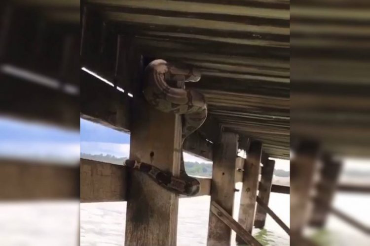 Vídeo: família encontra jiboia de 1,5M em vaso de planta no DF