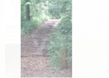 Onças são filmadas na Trilha das Bananeiras, no Parque Nacional do Iguaçu