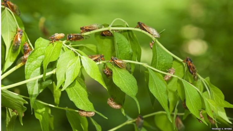 EUA se preparam para espetáculo de trilhões de cigarras que irão emergir após 17 anos sob a terra