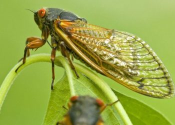 EUA se preparam para espetáculo de trilhões de cigarras que irão emergir após 17 anos sob a terra