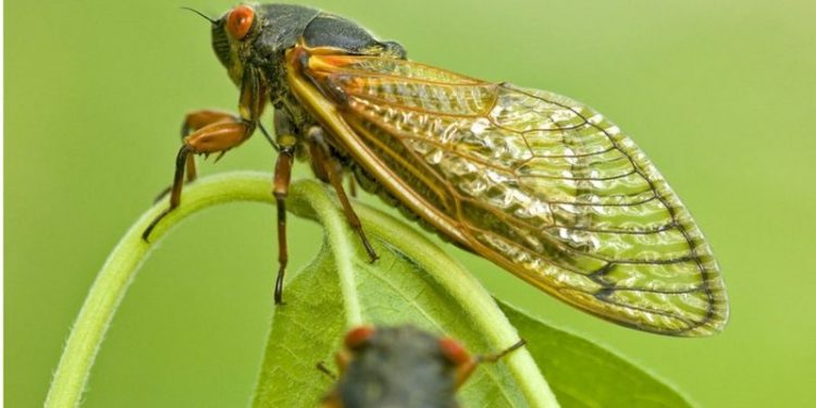 EUA se preparam para espetáculo de trilhões de cigarras que irão emergir após 17 anos sob a terra