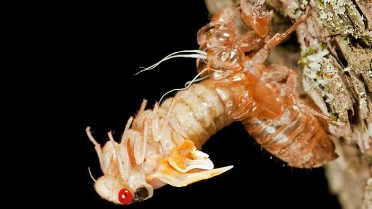 EUA se preparam para espetáculo de trilhões de cigarras que irão emergir após 17 anos sob a terra