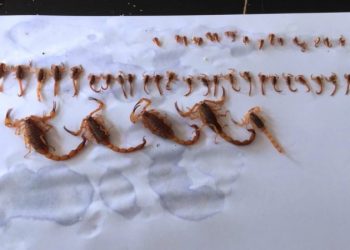 Morador encontra 55 escorpiões em residência de São Miguel; Vigilância em Saúde alerta para o risco