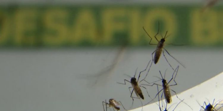 Jovem de 23 anos e homem de 36, sem comorbidades, morrem por Dengue no Paraná
