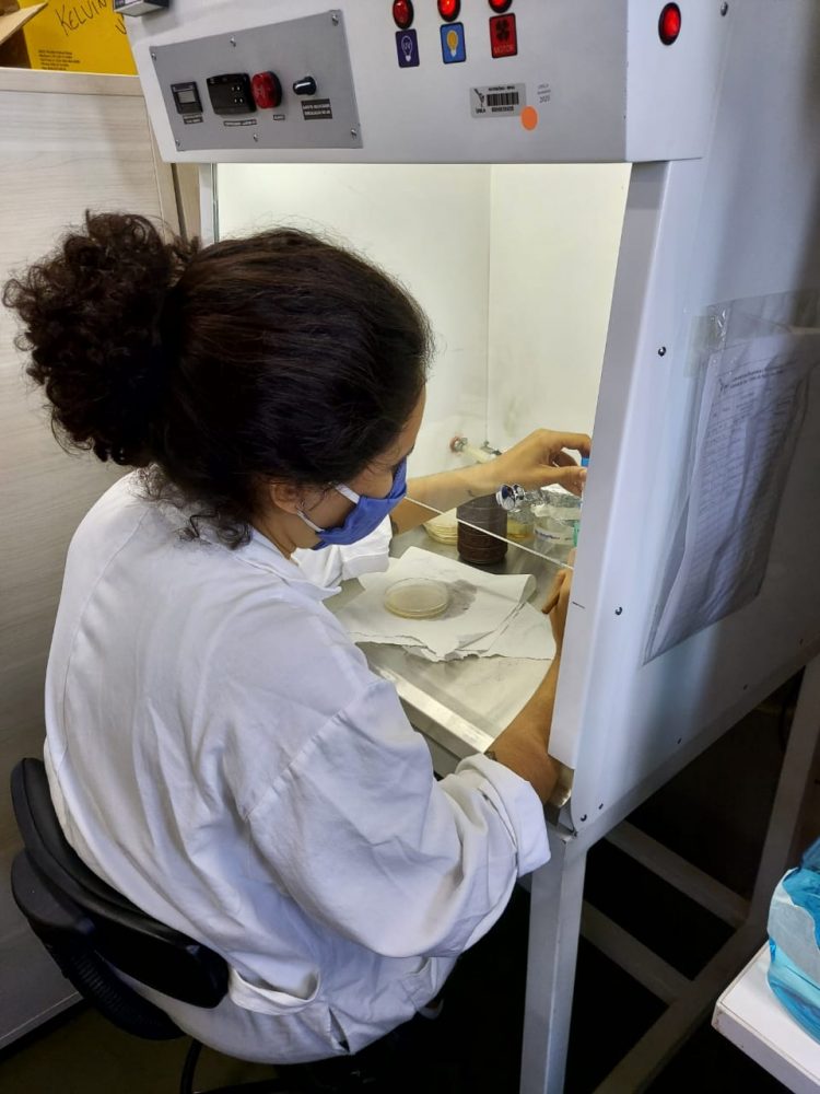 Time de estudantes realiza pesquisa na área de biologia sintética, para o combate da leishmaniose