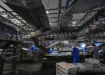 Paraná produz um terço da carne de frango do Brasil