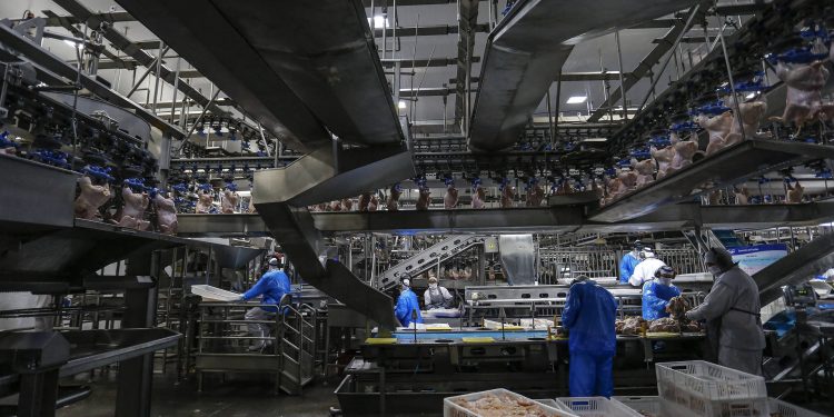 Paraná produz um terço da carne de frango do Brasil