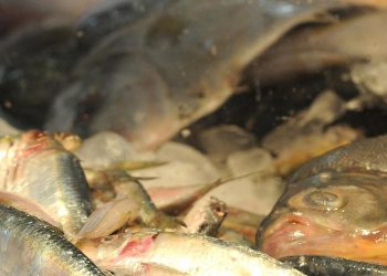 Entenda o que é doença de Haff ou “da urina preta”; uma pessoa morreu no Brasil