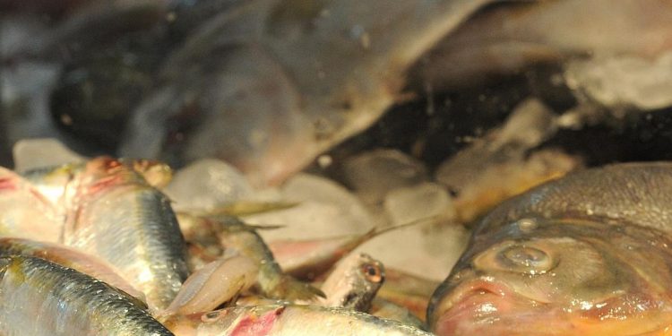 Entenda o que é doença de Haff ou “da urina preta”; uma pessoa morreu no Brasil