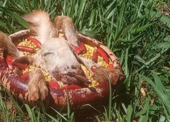 Ritual com animais chama atenção de populares às margens da BR-277