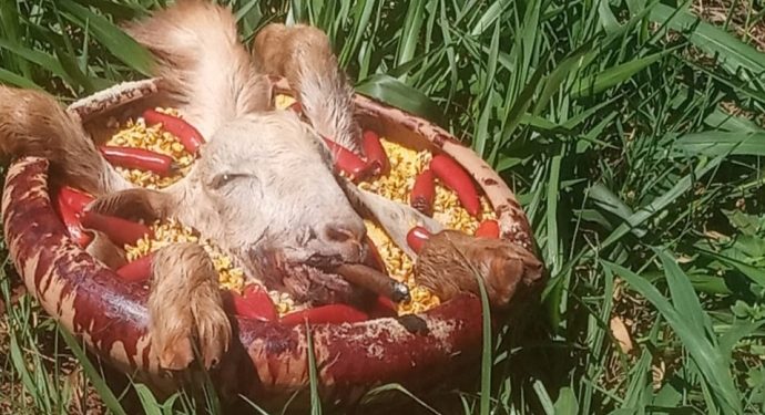 Ritual com animais chama atenção de populares às margens da BR-277