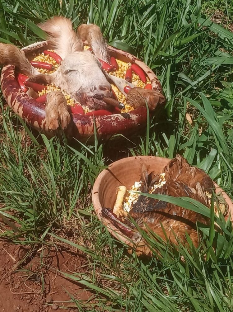 Ritual com animais chama atenção de populares às margens da BR-277