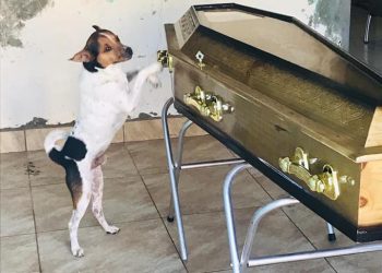 Cachorro chora ao lado do caixão da dona em velório: ‘Eram muito apegados’
