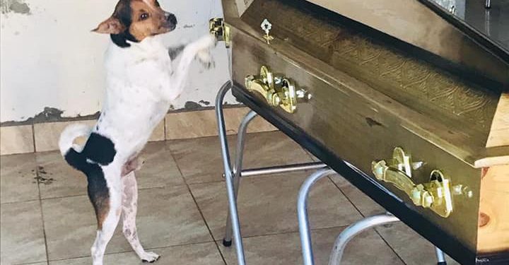 Cachorro chora ao lado do caixão da dona em velório: ‘Eram muito apegados’