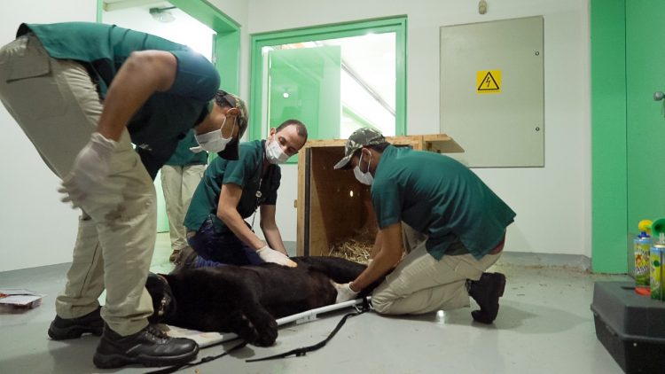 Onça-pintada do Refúgio Bela Vista de Itaipu é estrela do Globo Repórter desta sexta (16)