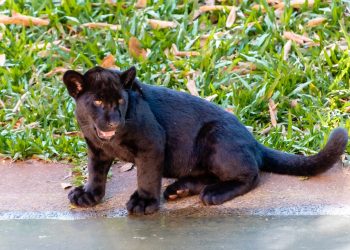 Onça-pintada do Refúgio Bela Vista de Itaipu é estrela do Globo Repórter desta sexta (16)