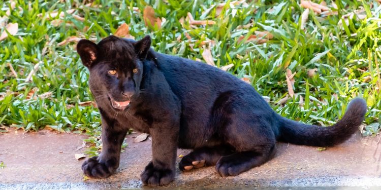 Onça-pintada do Refúgio Bela Vista de Itaipu é estrela do Globo Repórter desta sexta (16)