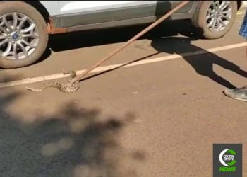 Cobra é encontrada dentro de motor de carro em Missal; vídeo