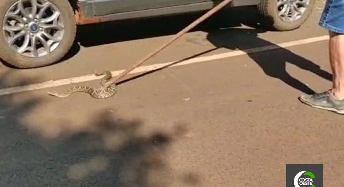 Cobra é encontrada dentro de motor de carro em Missal; vídeo