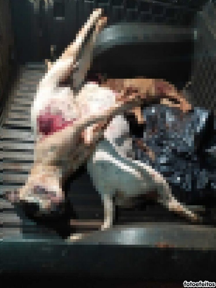 Pit Bulls matam cão, atacam criança e são mortos pela Guarda Municipal, na Vila Borges