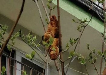 Mulher fica apavorada com iguana em árvore, mas era croissant