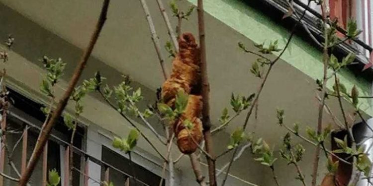 Mulher fica apavorada com iguana em árvore, mas era croissant