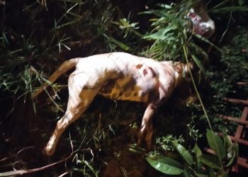 Pit Bulls matam cão, atacam criança e são mortos pela Guarda Municipal, na Vila Borges