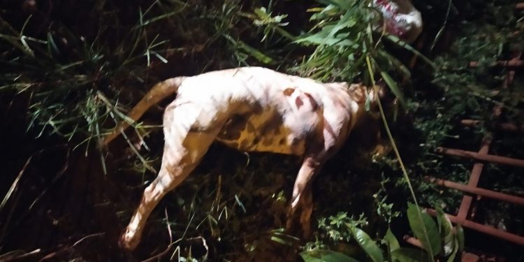 Pit Bulls matam cão, atacam criança e são mortos pela Guarda Municipal, na Vila Borges