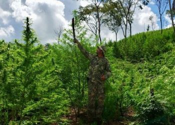 Operações de Brasil e Paraguai causam ao narcotráfico perda de US$ 1 bilhão