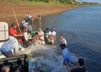 Clube de Pesca Maringá e PROMUP soltam 50 mil alevinos no Rio Paraná