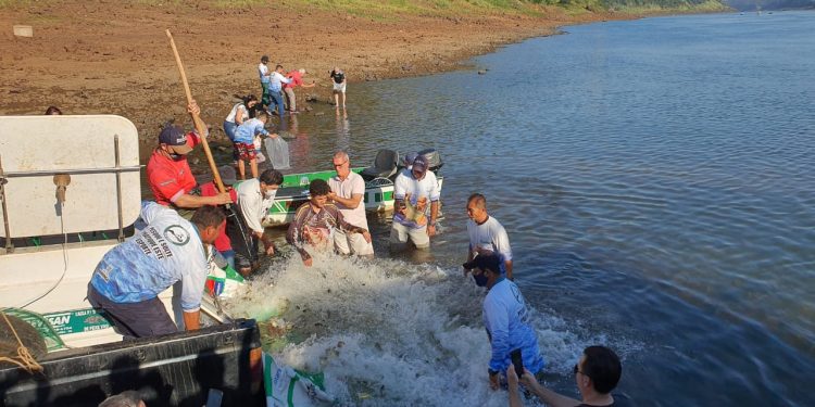 Clube de Pesca Maringá e PROMUP soltam 50 mil alevinos no Rio Paraná