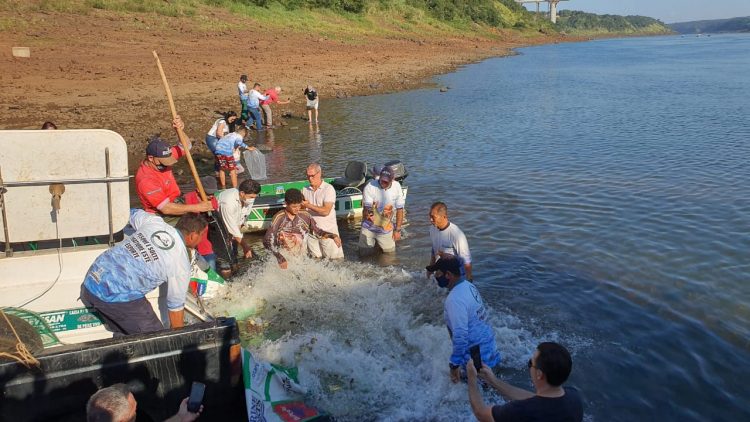 Clube de Pesca Maringá e PROMUP soltam 50 mil alevinos no Rio Paraná