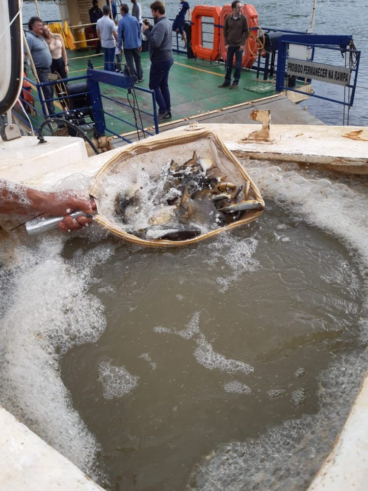 Clube Amambay solta 60 mil alevinos de pacus no Rio Paraná