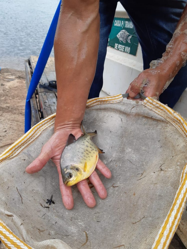 Clube Amambay solta 60 mil alevinos de pacus no Rio Paraná