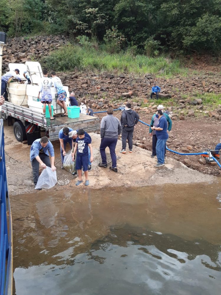 Clube Amambay solta 60 mil alevinos de pacus no Rio Paraná