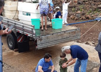 Clube Amambay solta 60 mil alevinos de pacus no Rio Paraná