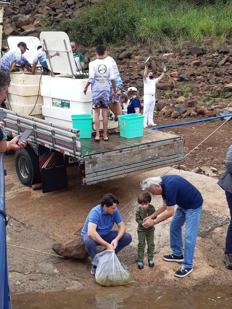 Clube Amambay solta 60 mil alevinos de pacus no Rio Paraná