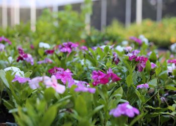 Secretaria de Meio Ambiente promove atividades em comemoração ao Dia Mundial do Meio Ambiente