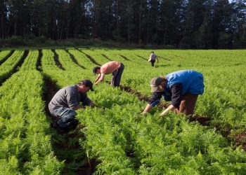 Pequenos agricultores criam nova cooperativa em Foz