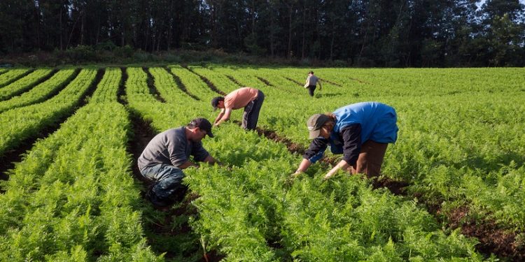 Pequenos agricultores criam nova cooperativa em Foz