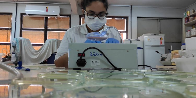 Mulheres na ciência: Mestranda da Unioeste conquista prêmio em evento