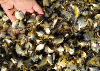 Em quatro meses, rios do Paraná são repovoados com 500 mil peixes nativos