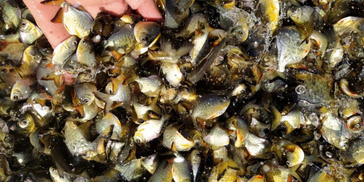 Em quatro meses, rios do Paraná são repovoados com 500 mil peixes nativos