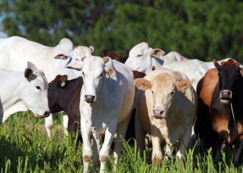 Paraná conquista status internacional de área livre de febre aftosa sem vacinação