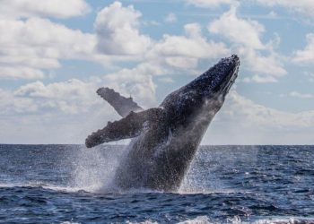 A incrível história do pescador que sobreviveu após ser ‘engolido’ e cuspido por uma baleia