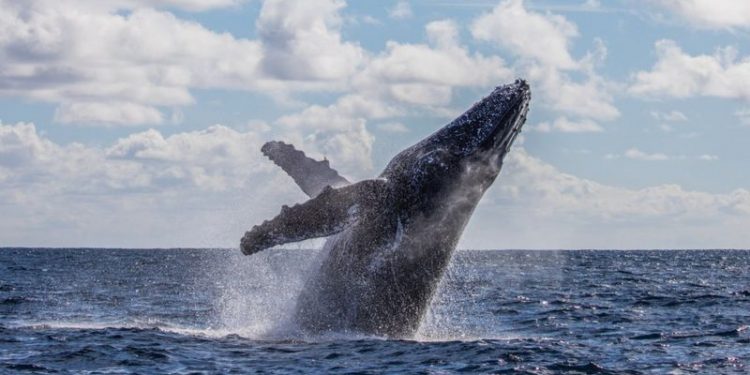 A incrível história do pescador que sobreviveu após ser ‘engolido’ e cuspido por uma baleia