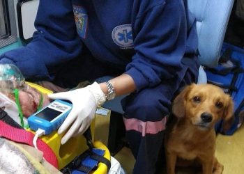 Antes do acolhimento, cachorrinho invadiu hospital duas vezes para ficar próximo ao dono atropelado